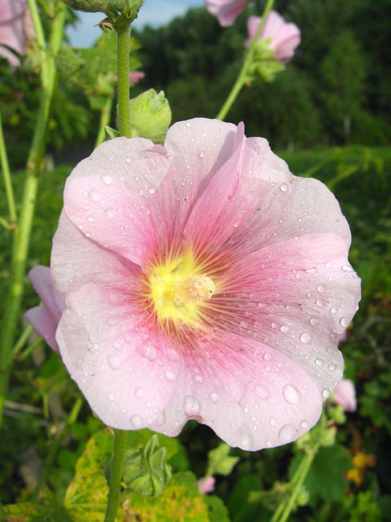 Lavatera