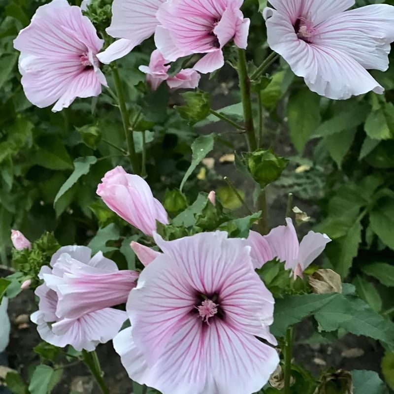 Lavatera