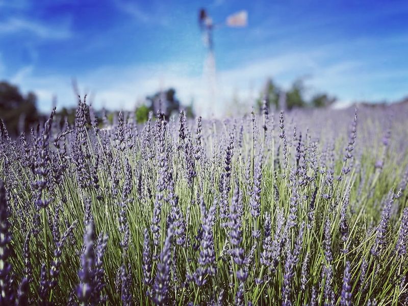 Lavender