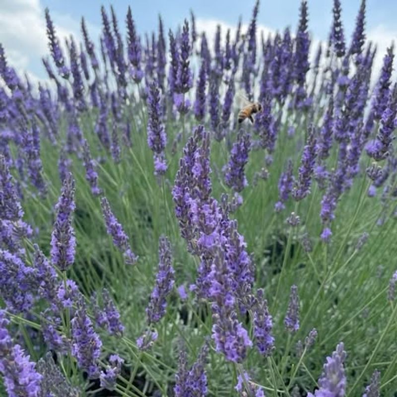 Lavender