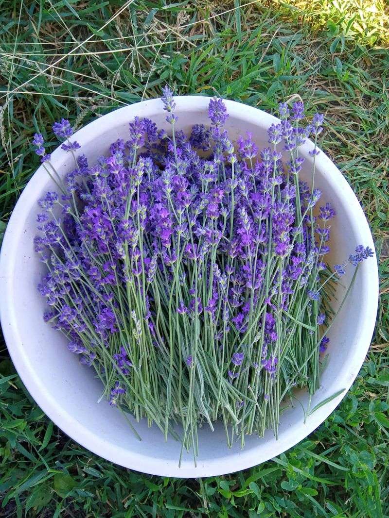 Lavender