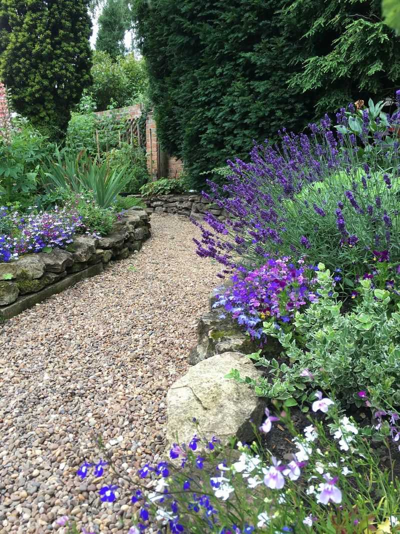 Lavender Borders