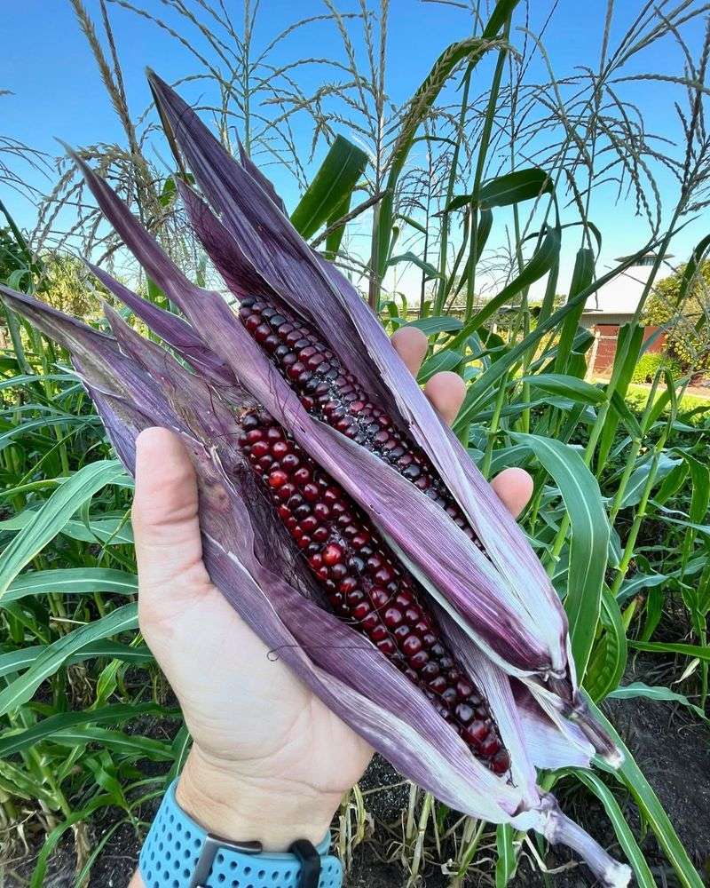 Lavender Corn