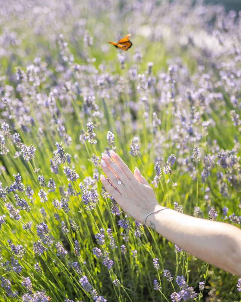 Lavender Fields Forever