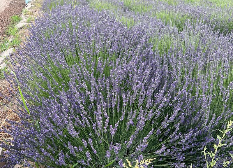 Lavender (Lavandula)