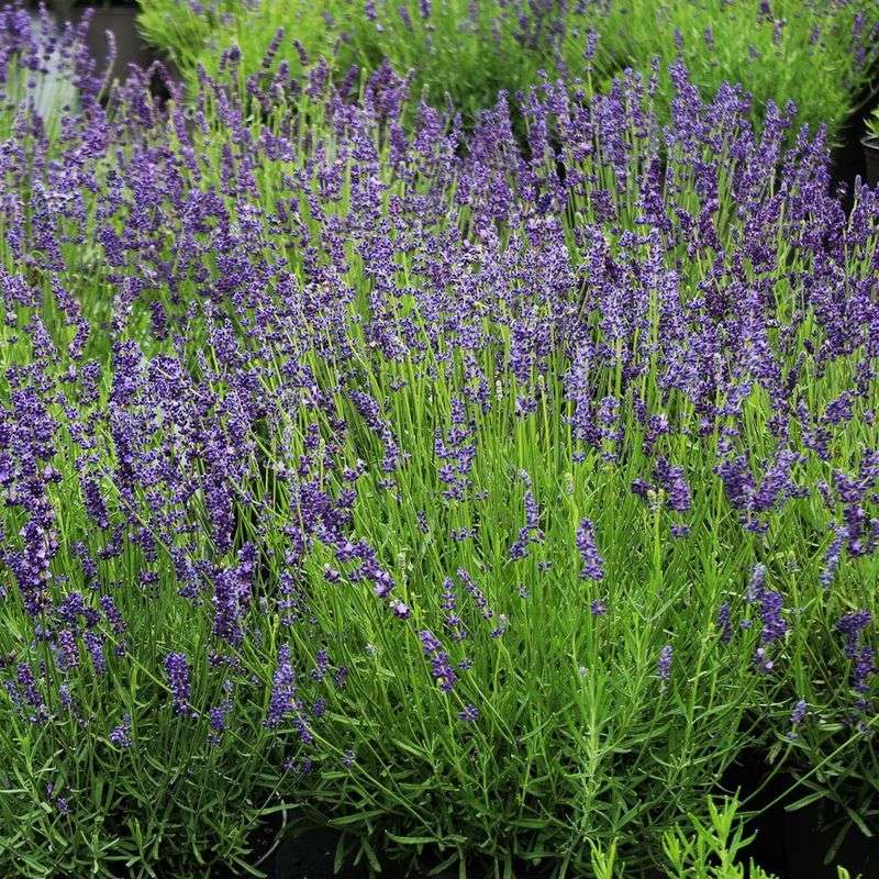 Lavender (Lavandula)