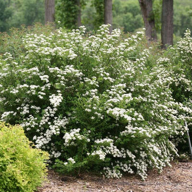 Snowmound Spirea (Spiraea nipponica)