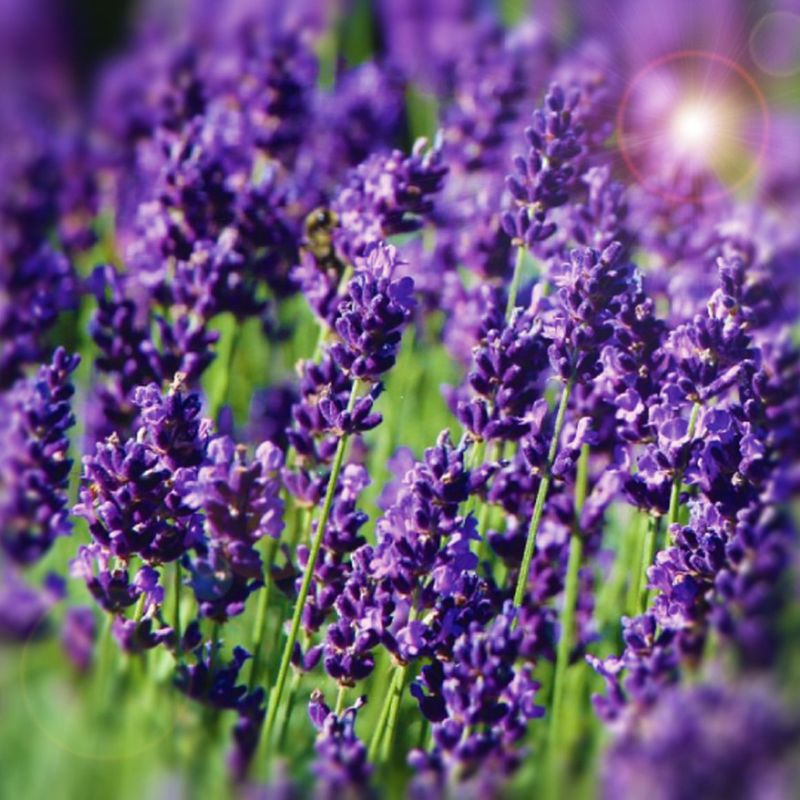 Lavender (Lavandula)