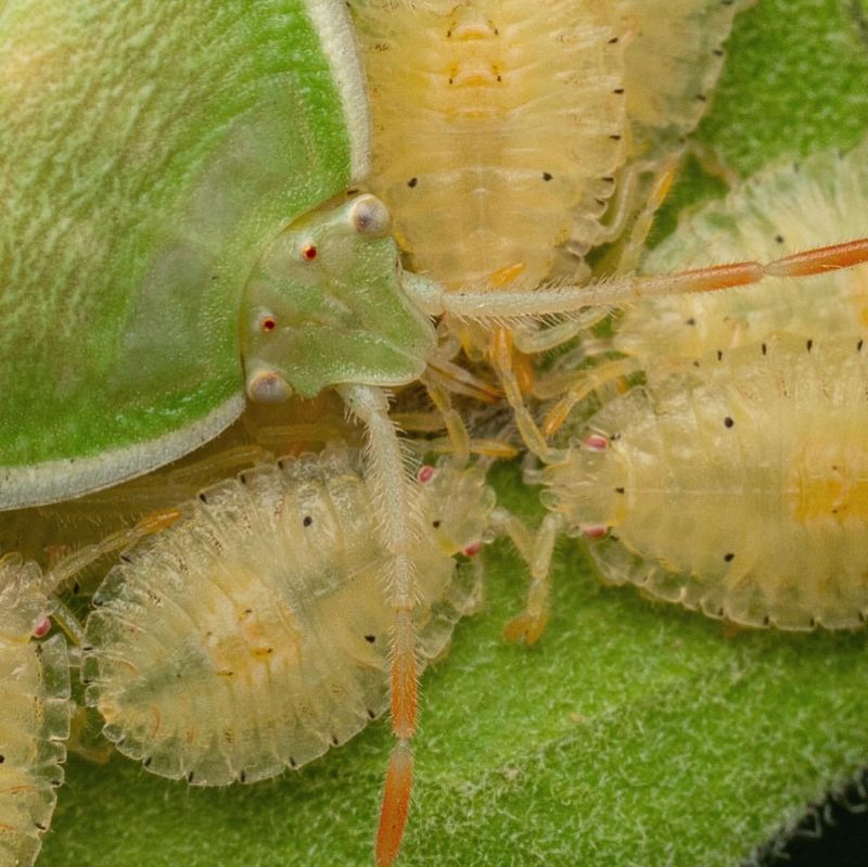 Lavender Leafhopper