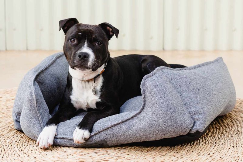 Lavender Pet Pillow