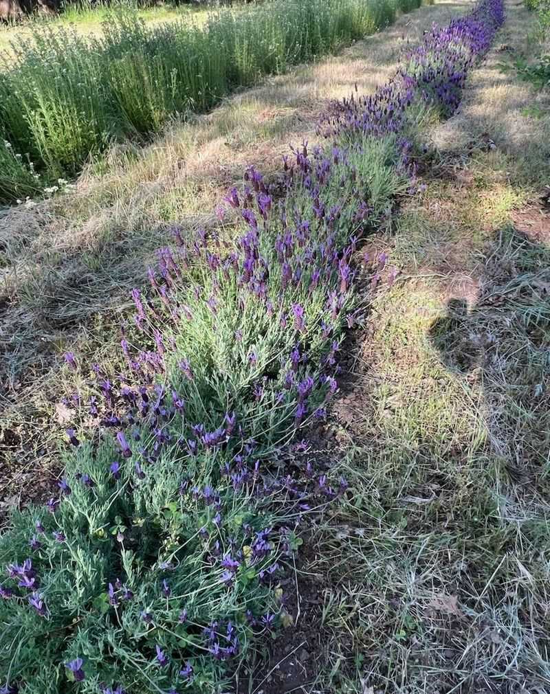 Lavender (Rats Stay Away From It)