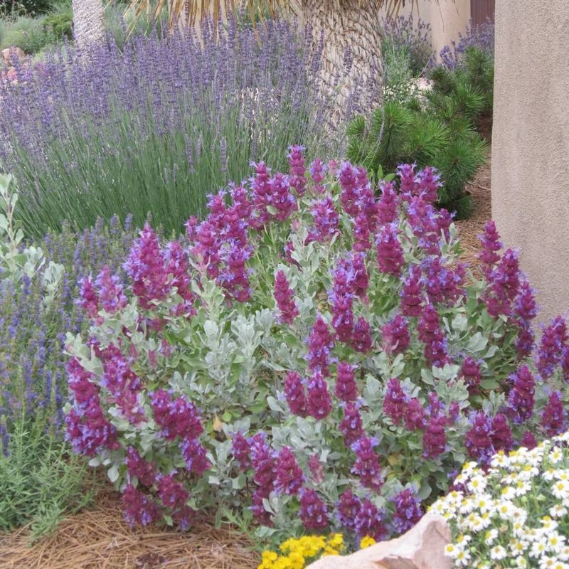 Lavender & Salvia