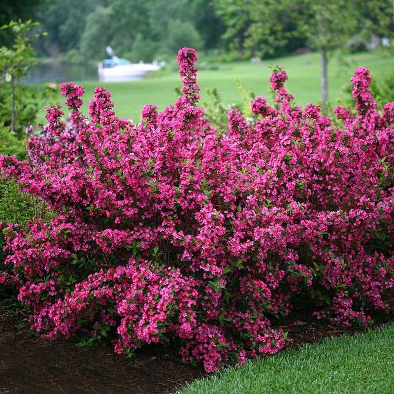 Weigela