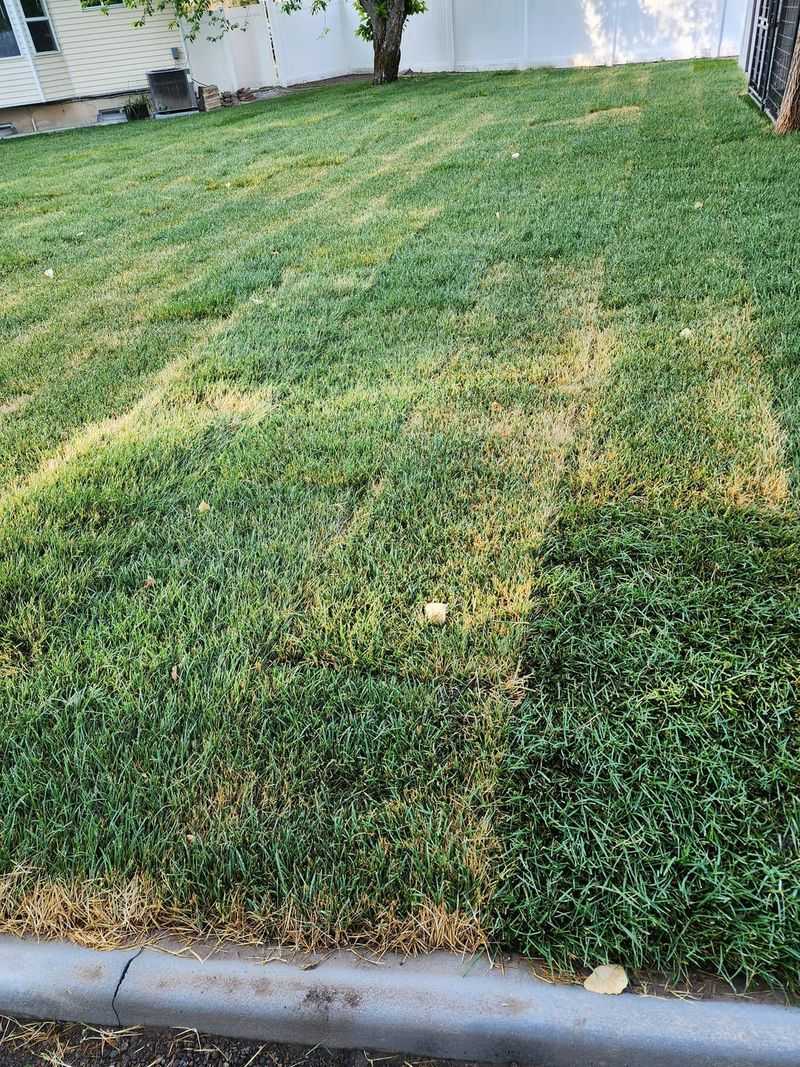 Overwatering Your Lawn