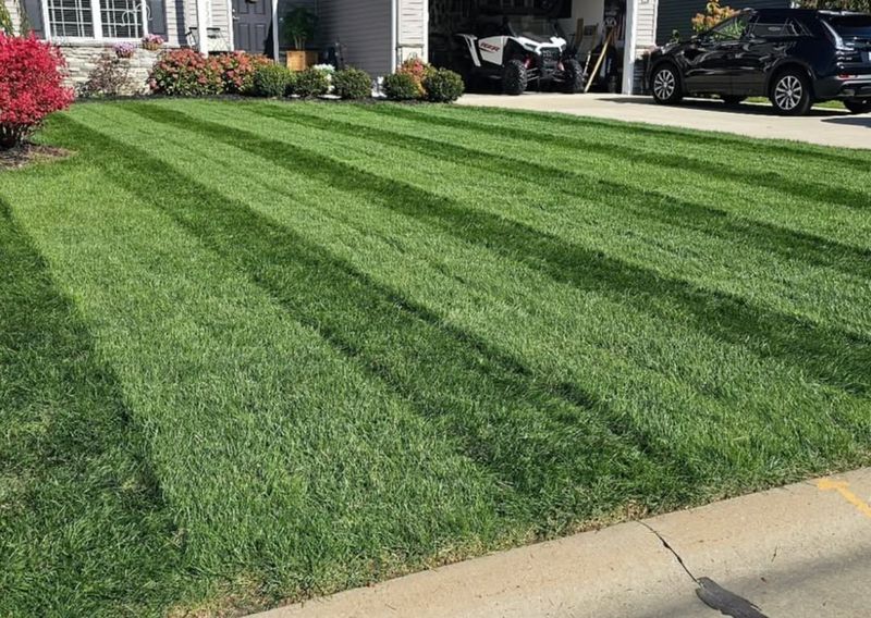 Lawn Revitalizer