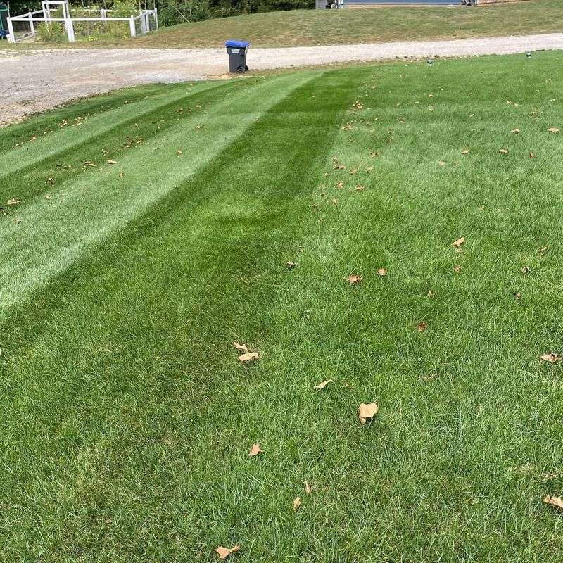 Lawn Revitalizer