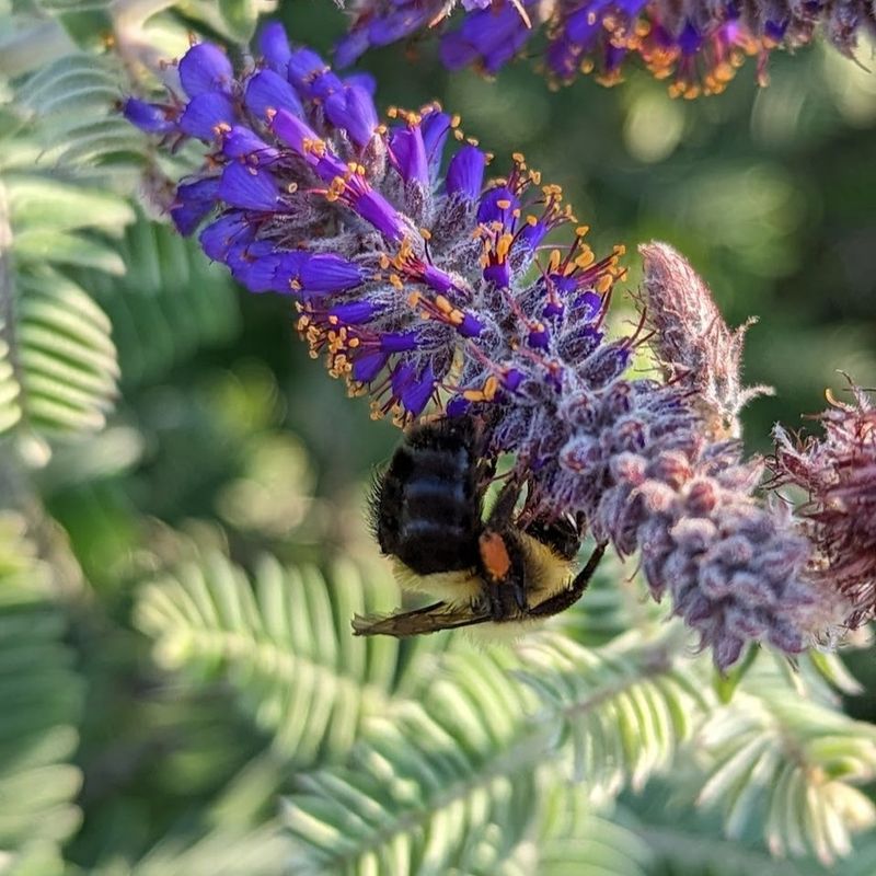 Leadplant