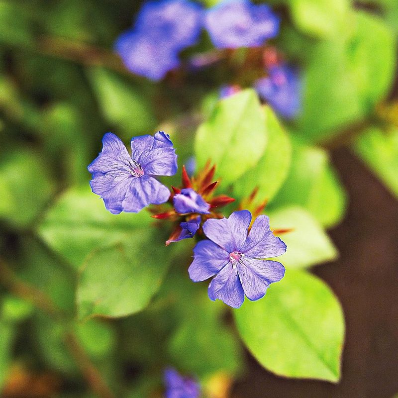 Leadwort