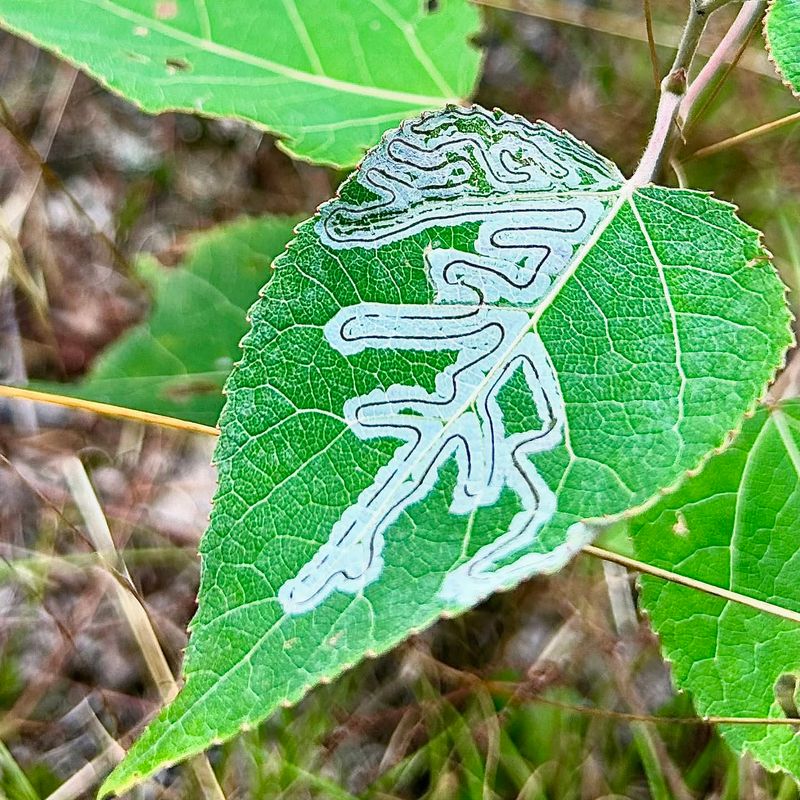 Leaf Miners