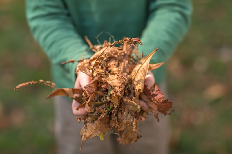 Leaf Mulching