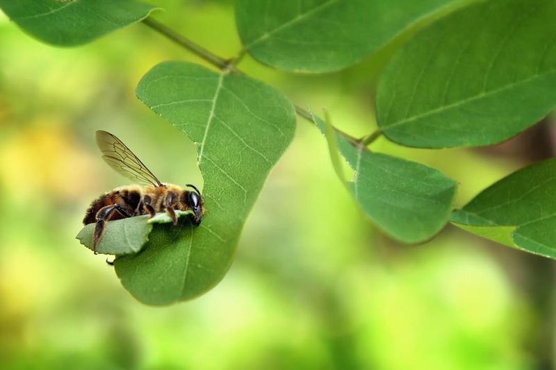 Leafcutter Bees