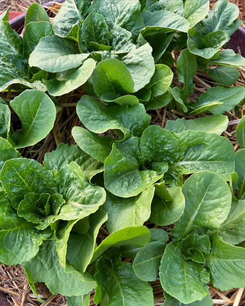 Leafy Greens (Lettuce, Spinach)