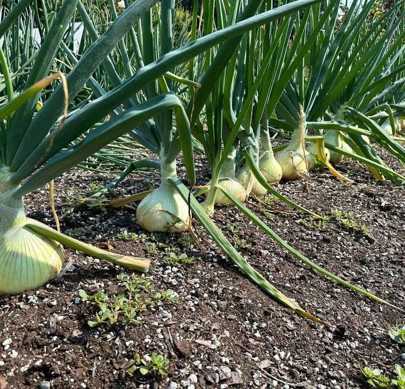 Leeks