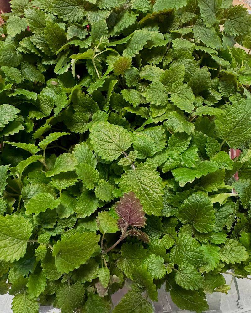 Lemon Balm