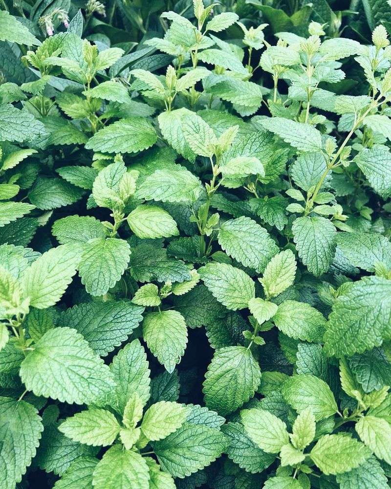 Lemon Balm