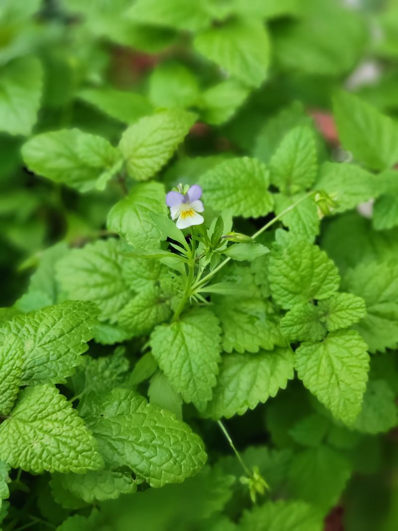 Lemon Balm