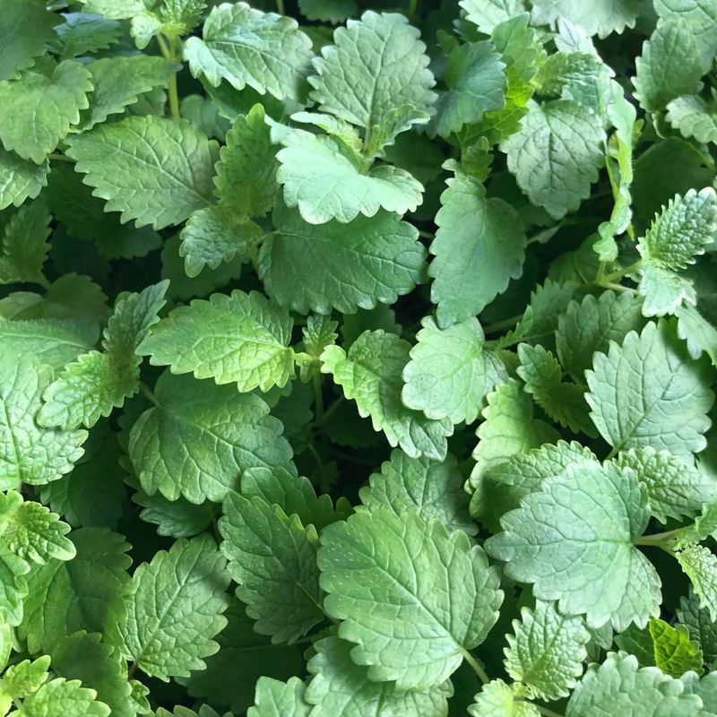 Lemon Balm