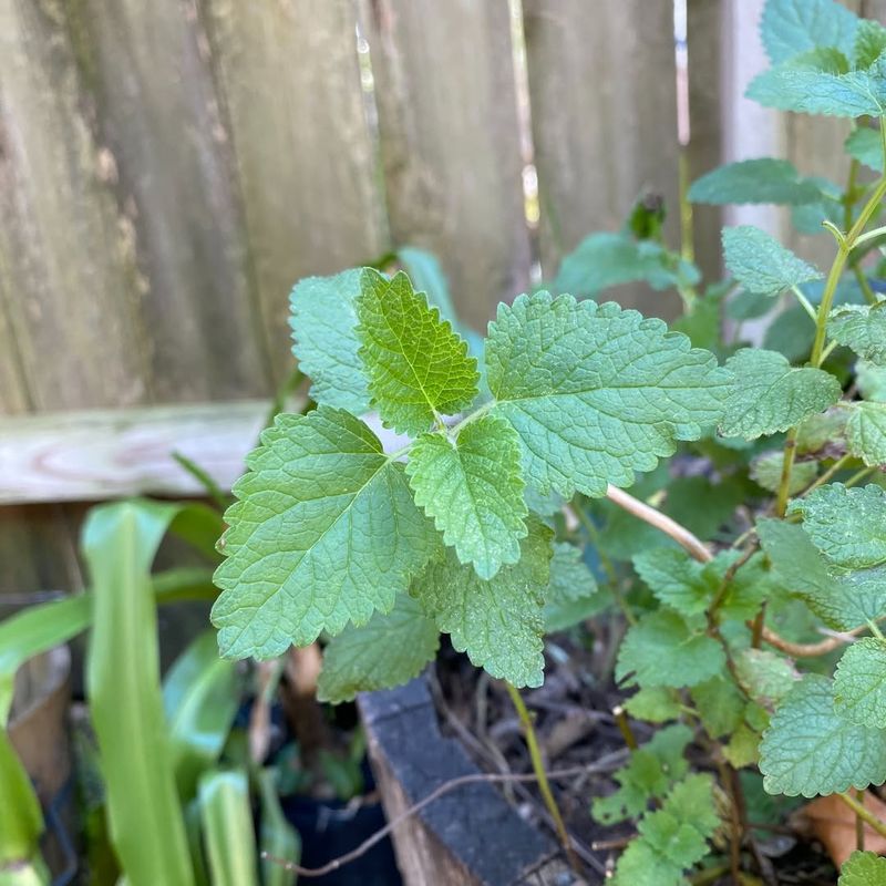 Lemon Balm