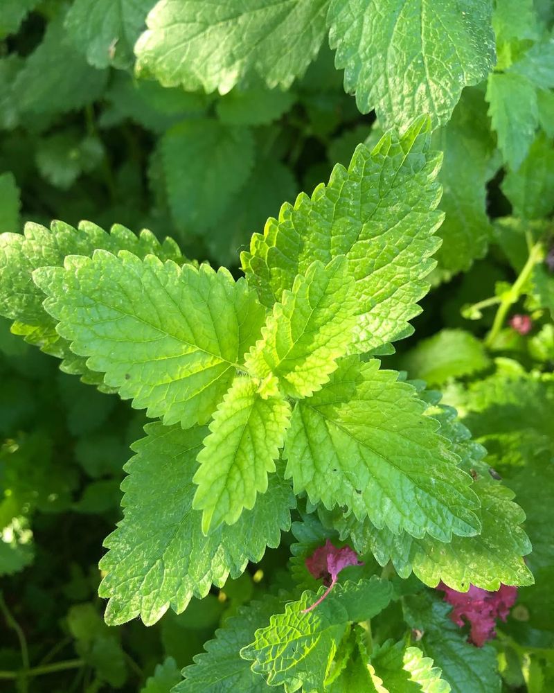 Lemon Balm