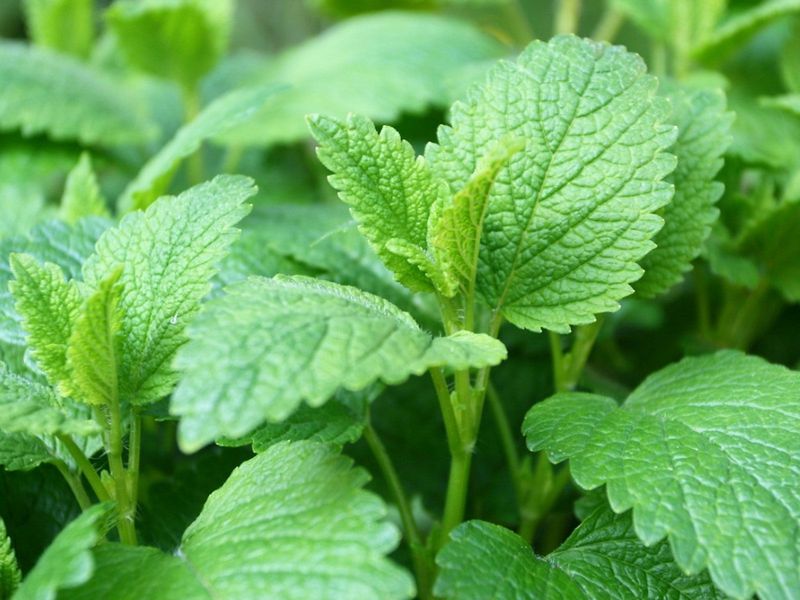 Lemon Balm