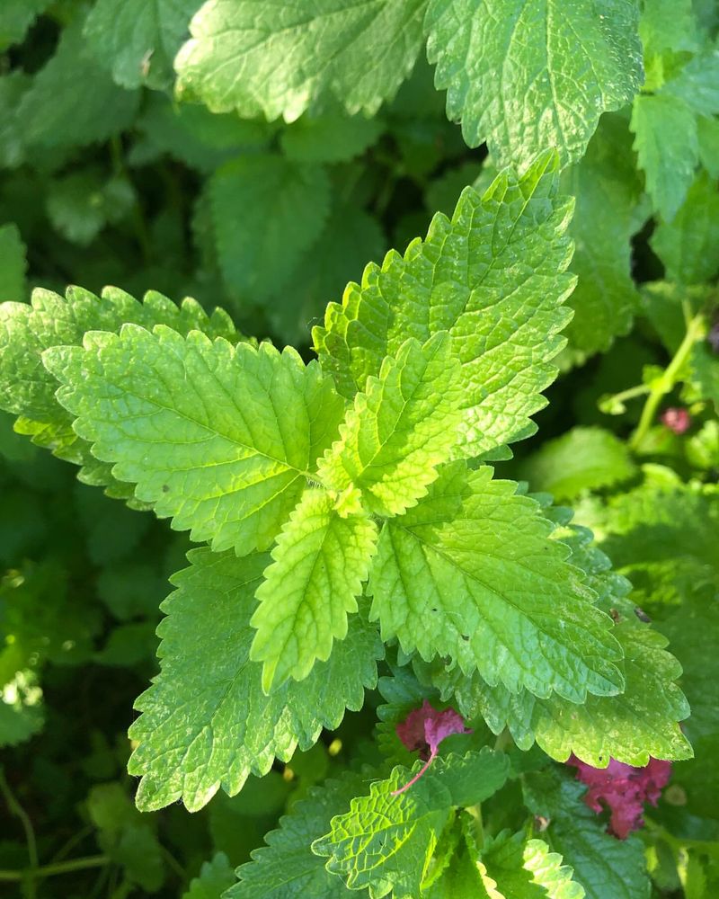 Lemon Balm Lush