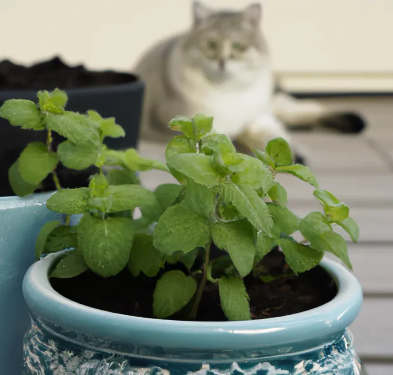 Lemon Balm