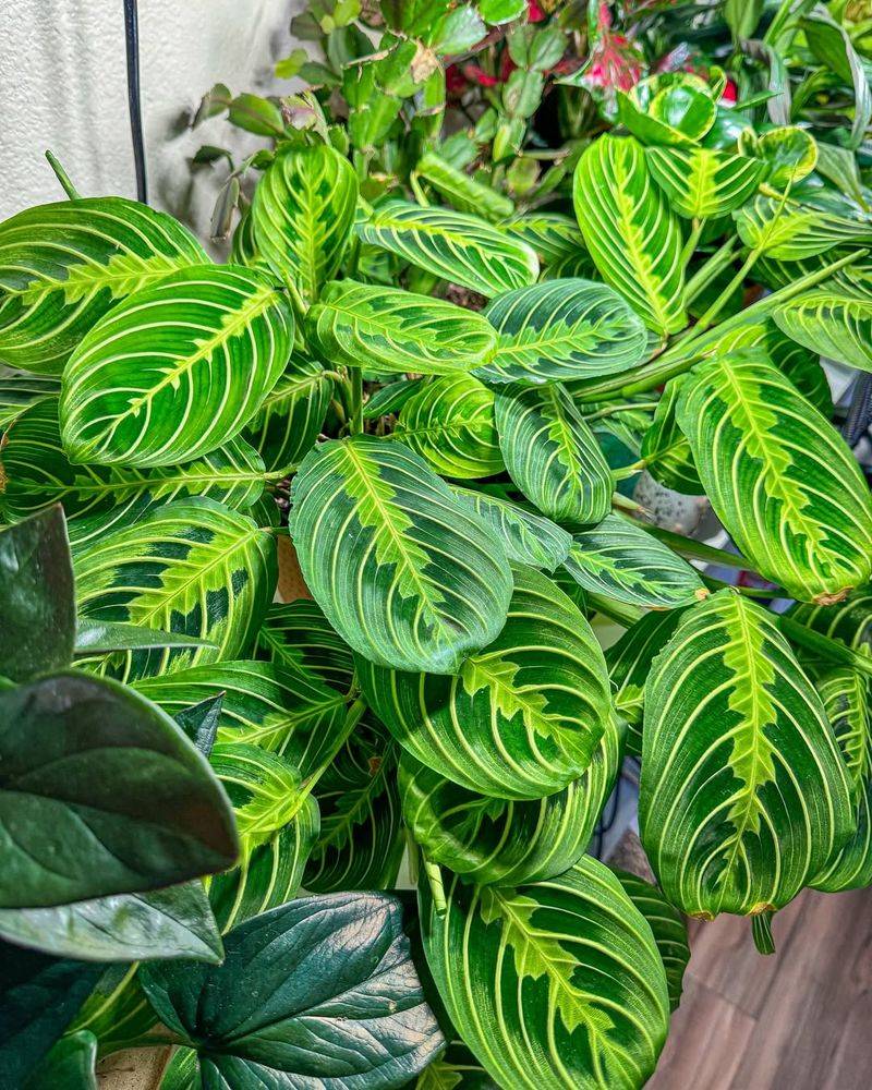 Lemon Lime Maranta