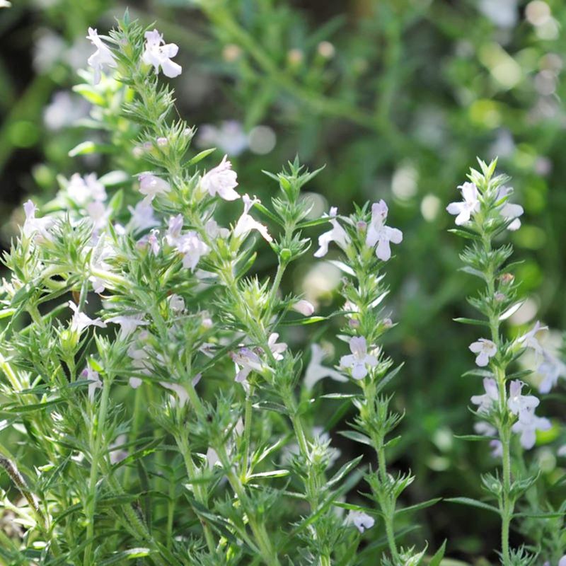 Winter Savory