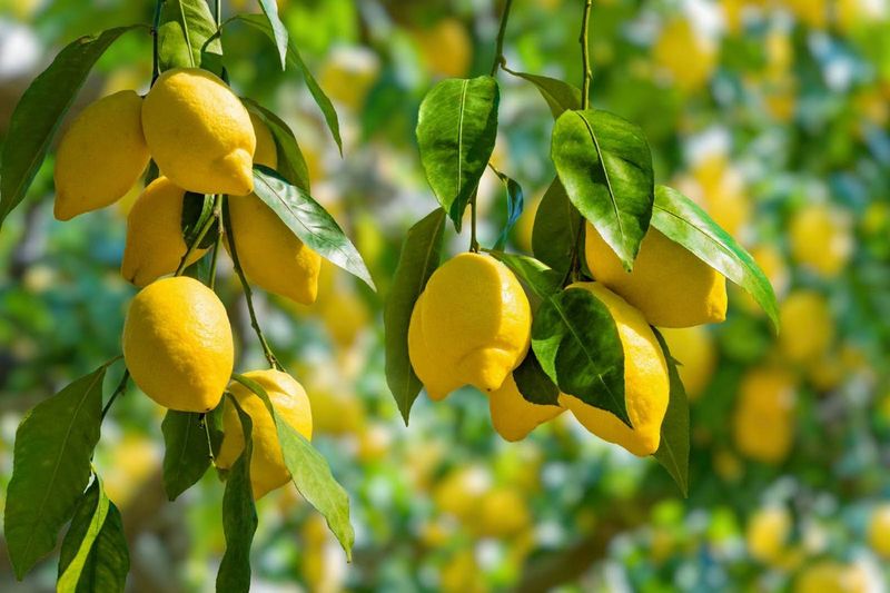 Lemon Tree