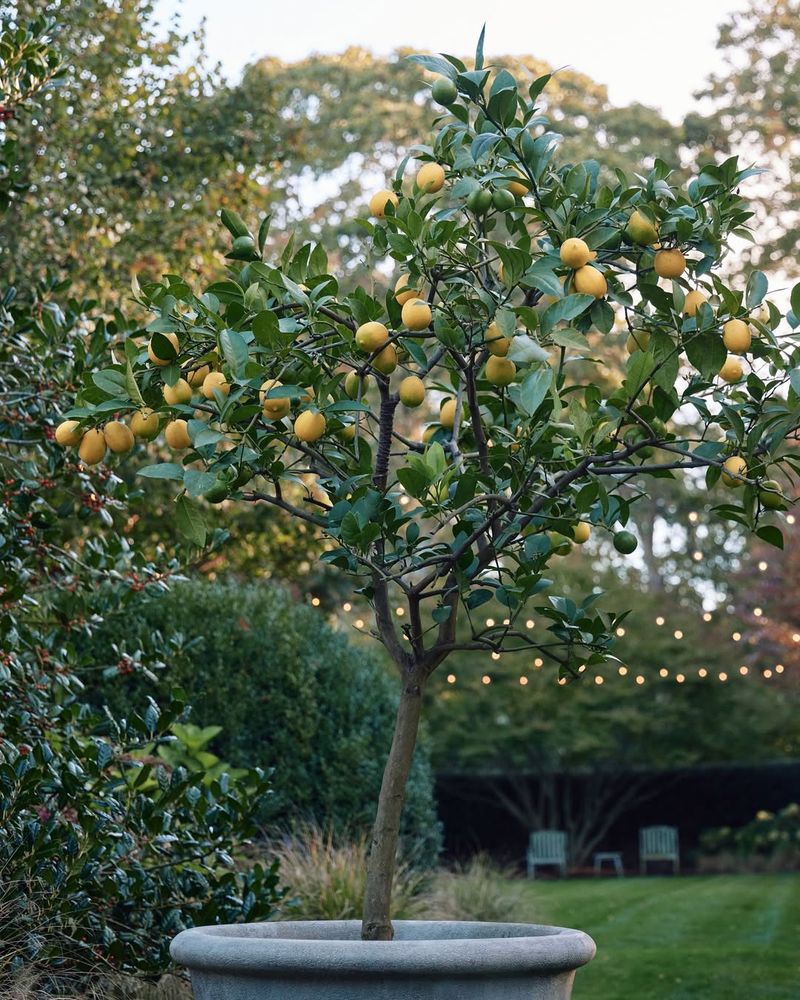 Lemon Tree