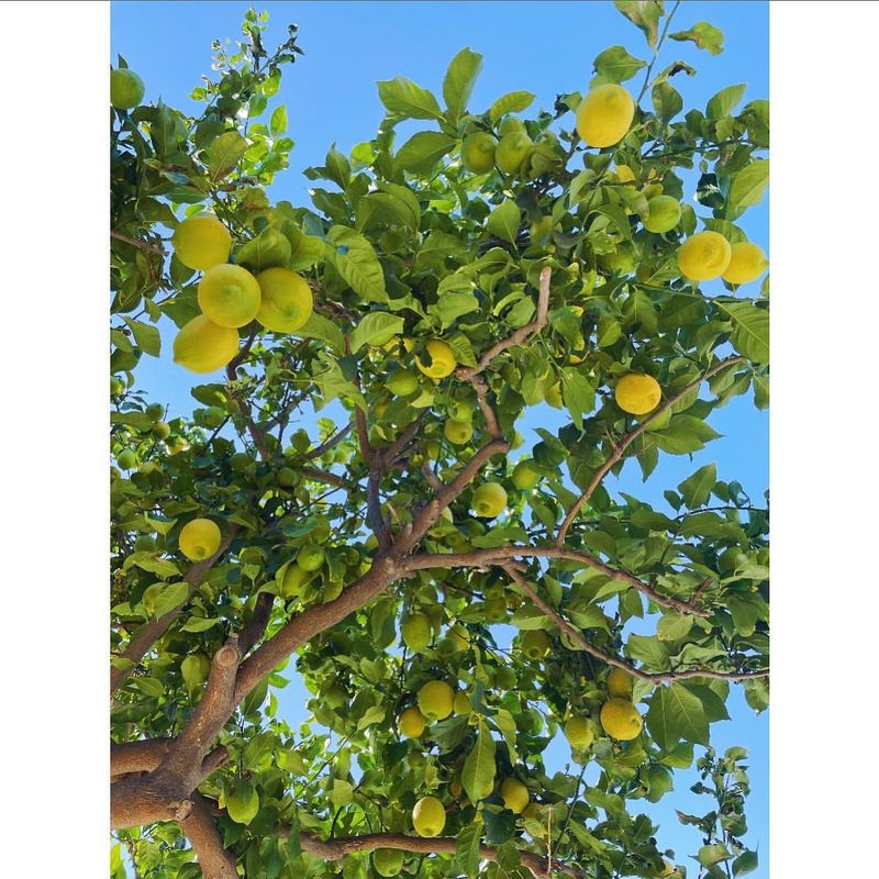 Lemon Tree