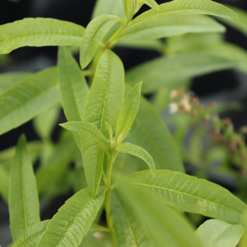 Lemon Verbena