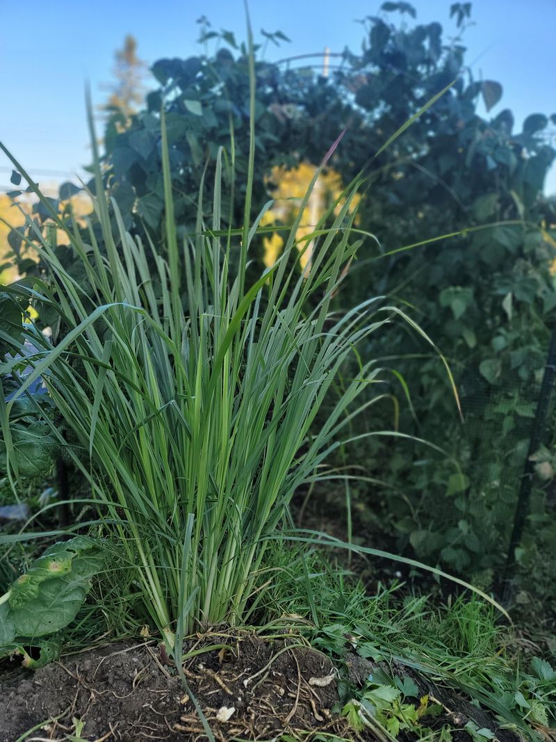 Lemongrass & Chives