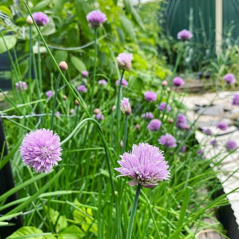 Chives