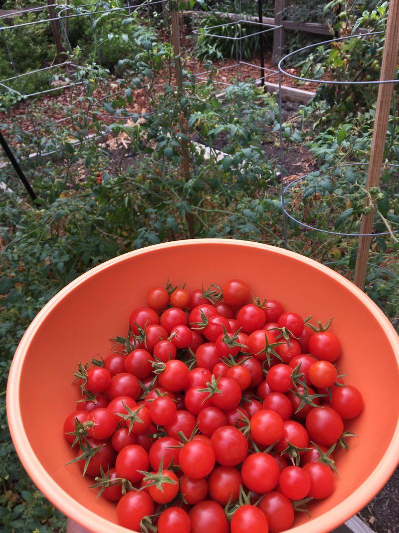 Tomatoes