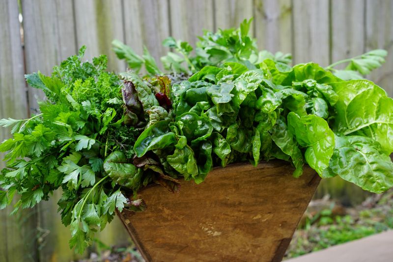 Lettuce Mix (Baby Greens)