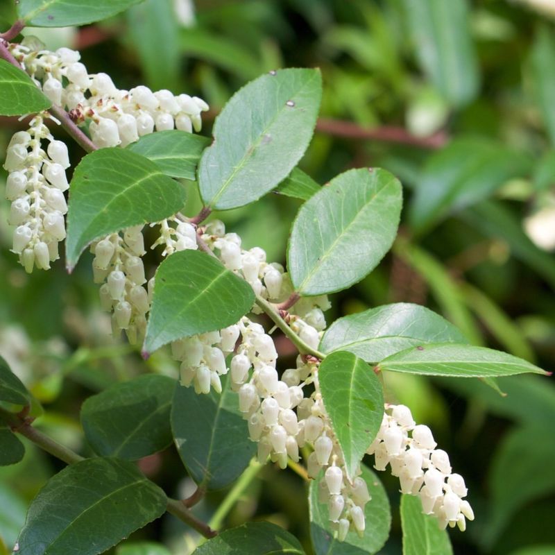 Leucothoe fontanesiana