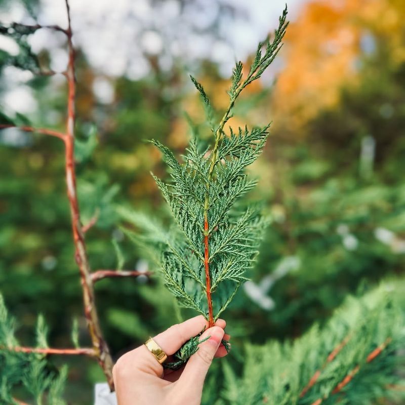 Leyland Cypress