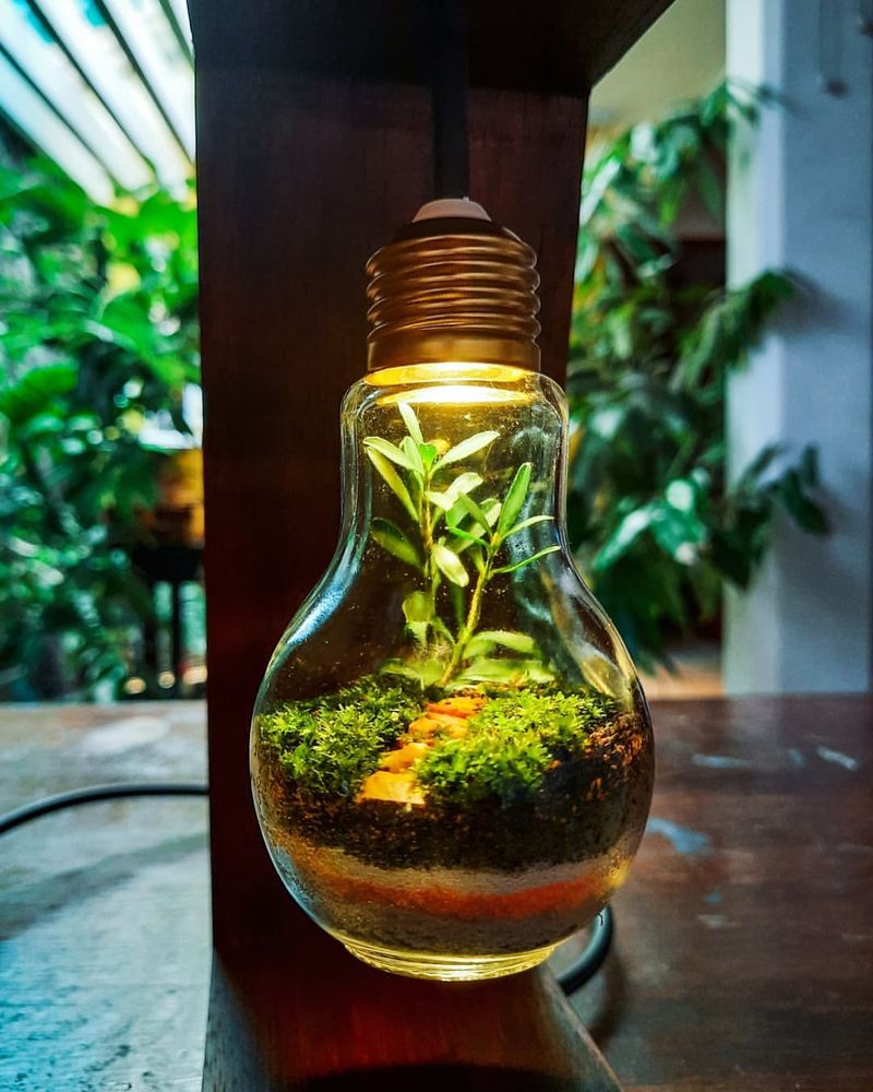 Light Bulb Terrariums