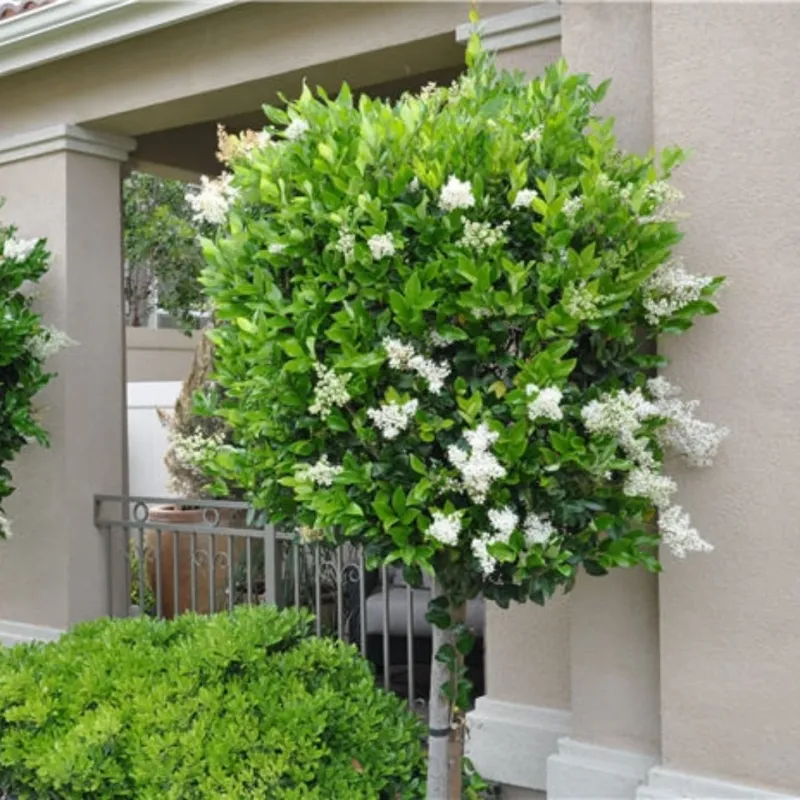 Ligustrum japonicum (Japanese Privet)